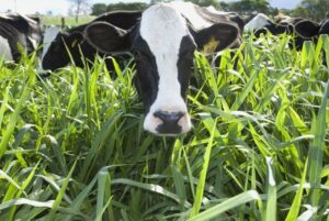 Projeto da Embrapa une sustentabilidade à pecuária leiteira