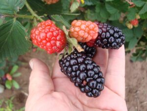 Aberta oportunidade a produtores que querem cultivar nova variedade de amora-preta