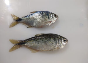 Peixe em laboratório? Conheça a reprodução de lambaris desenvolvida  por cientistas