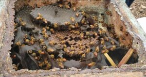 Criação de abelhas sem ferrão é oportunidade de renda a produtores