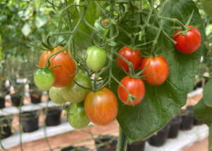 Conheça experimento de cultivo de tomate que surpreende em produtividade