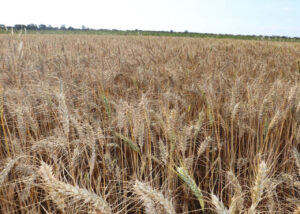Produção de trigo e cevada pode superar expectativas no RS