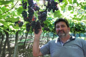 Vinho parananese conquista selo de Indicação Geográfica
