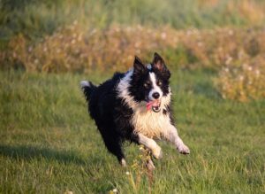 Conheça as cinco raças ideais de cachorros para propriedades rurais