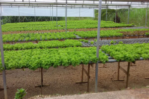 Seminário debate melhoramento na produção de frutas e hortaliças no PR