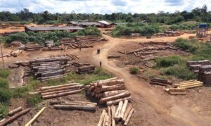 Crimes ambientais são foco de operação no Mato Grosso