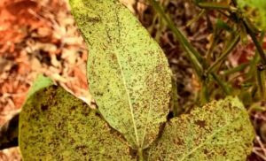 Tecnologia a favor do agro: inteligência artificial deve ajudar a combater pragas da soja