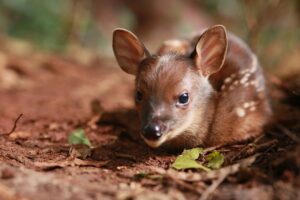 Escolhido nome do veadinho que é novo morador do Zoológico de Cascavel