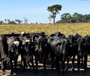 Produtores ganham novas vacas em projeto de melhoramento genético do rebanho leiteiro