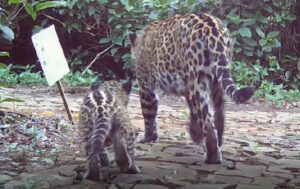 Câmeras instaladas no Parque Nacional do Iguaçu flagram filhote de onça
