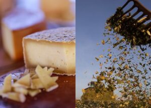 Senar lança cursos de queijos artesanais e produção de silagem