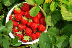 Produtores do Oeste do PR podem se capacitar para o cultivo de morango