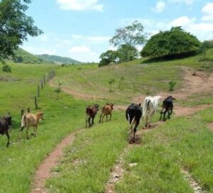 Preso homem acusado de furtar gado dos vizinhos; animais foram recuperados