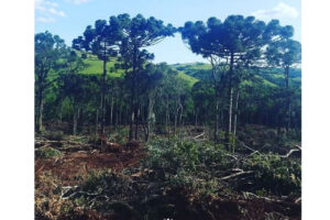 Donos de propriedades rurais são presos e multados por desmatamento ilegal no PR