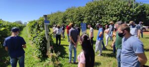 Produtores do Oeste paranaense terão oportunidade de se especializar na fruticultura