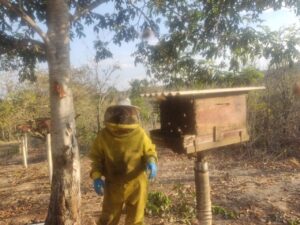 Assistência de resultado: conheça o apicultor que produziu uma tonelada de mel com ajuda do Senar