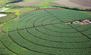 Índice de Confiança do Agronegócio tem melhor resultado no trimestre em 2022