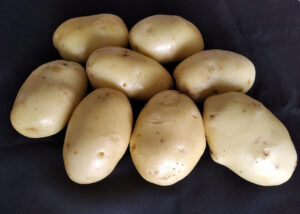 Nova cultivar de batata é resistente a doenças e indicada ao cultivo orgânico