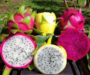 Manejo de maracujá e pitaya são destaques em feira