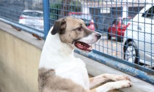 Fogos podem perturbar os pets; veja dicas que devem ajudar
