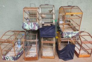 Polícia localiza cativeiro de pássaros silvestres no Paraná