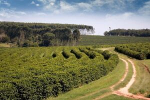 Cafeicultores de SP conseguem reconhecimento de Indicação Geográfica