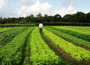 Altos custos de produção refletem no PIB do agronegócio brasileiro, diz pesquisa