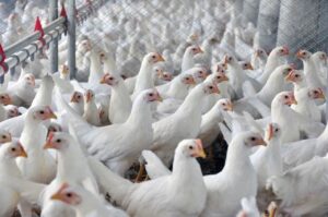 Reino Unido aumenta cotas de importação da carne de aves brasileira