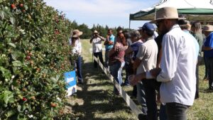 Fruticultura é nova aposta nas lavouras de produtores no Oeste paranaense