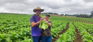 “Temos nas veias a produção de fumo”, diz casal de produtores que se orgulha da lavoura de tabaco