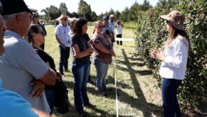 Fruticultura pode trazer mais produtividade e renda para o agricultor