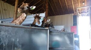 Mortes, maus-tratos e importação ilegal de girafas: 4 pessoas são indiciadas por crimes ambientais