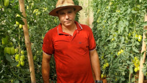 “É uma das piores pragas que existe e compromete até 100% da lavoura”, diz produtor sobre traça do tomateiro