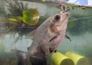 Sorgo é capaz de reduzir custos na ração e controlar doenças do peixe tambaqui