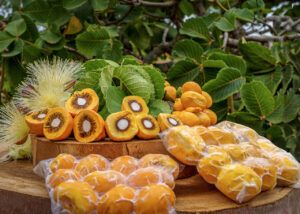 Pequi sem espinhos: produtores rurais poderão plantar novas cultivares