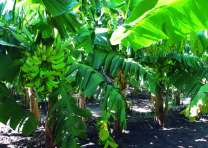 Mais produtividade e qualidade alimentar, conheça a nova cultivar de banana-da-terra