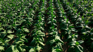 Valorização da última safra de fumo faz plantio aumentar no PR