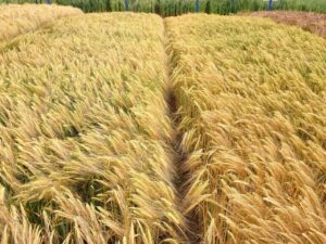 Novo zoneamento agrícola de risco climático é criado para cevada e aveia