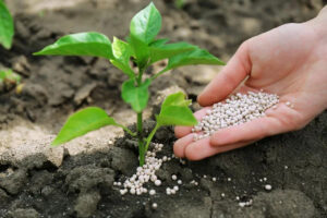 Escolha de fertilizantes com formulação equilibrada resulta em maior produtividade da lavoura