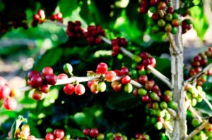 Abertas inscrições para curso de Produção Integrada