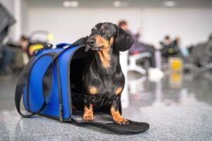 Certificado para viajar com animalzinho de estimação pode ser emitido pela internet