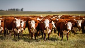 Nova ferramenta de pesquisa facilita acesso a dados do setor da pecuária