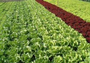 Agricultores terão acesso a novidades tecnológicas para produção de hortaliças