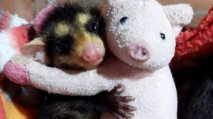 Bichos de pelúcia ajudam no acolhimento de animais que ficaram órfãos