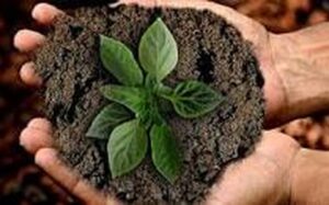 Projeto voltado à sustentabilidade no agro será lançado em conferência internacional