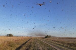 Controle de gafanhotos em lavouras é tema de treinamento entre países da América do Sul