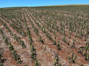 Produtores do RS avaliam perdas nas lavouras após geadas