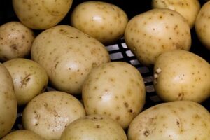 Conheça adubo que aumenta produtividade da batata