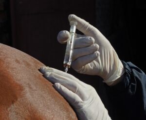 Sob suspeita: 612 animais morrem após uso de vacina