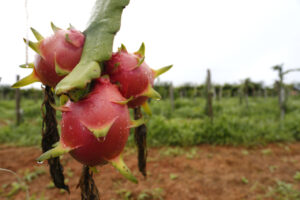 Pitaia é cultivada em 29 municípios do PR